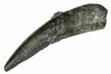 Spinosaurid Dinosaur (Suchomimus) Tooth - Niger #241082-1